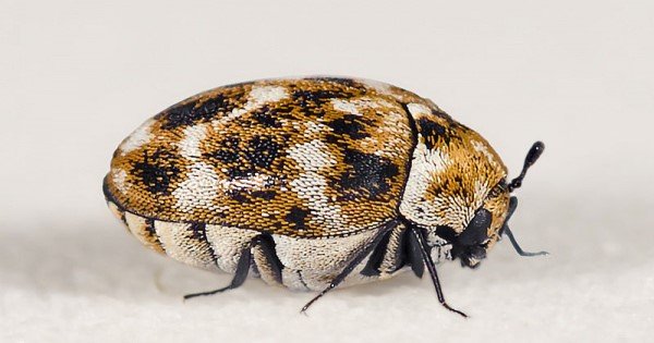 The Commonly Ignored Carpet Beetle