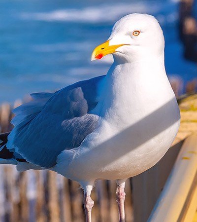 Safeguard Pest Gulls mob