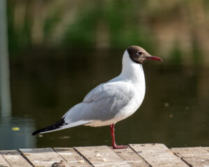 BlackHeadedGull