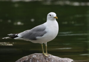 CommonGull