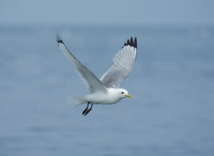 Kittiwake