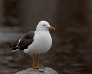 LesserBlackBackedGull